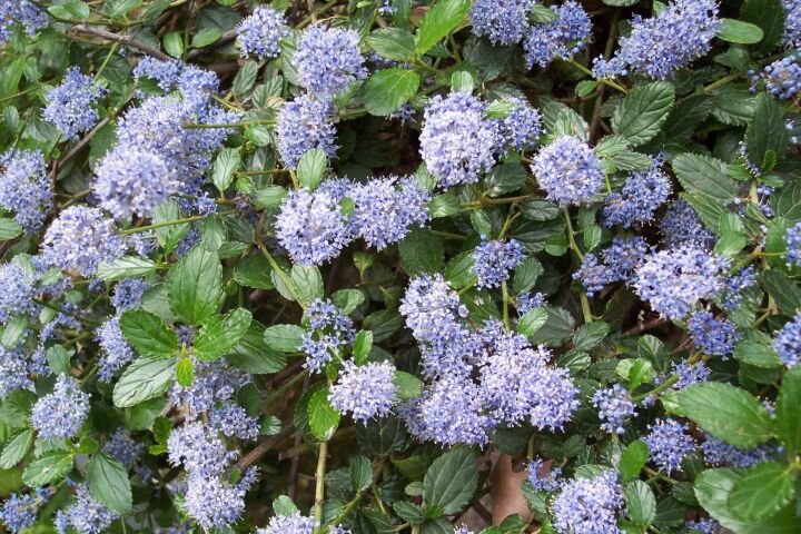Ceanothus thyrsiflorus 'Repens'