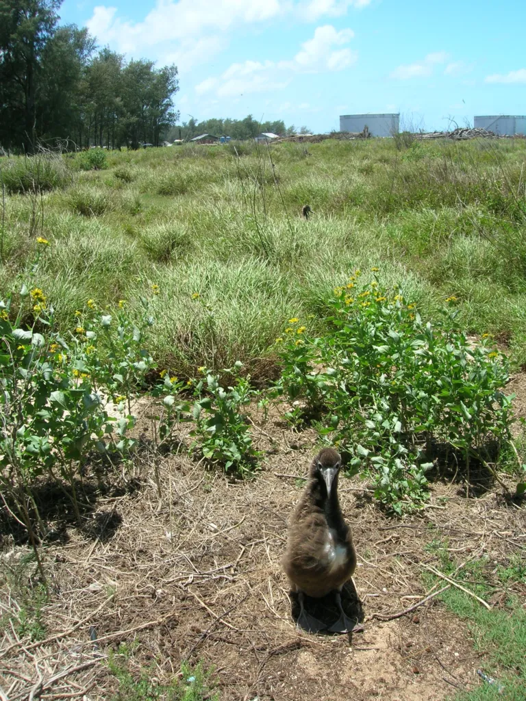 buffelgrasses (Cenchrus) – natural growth habit, plant photo