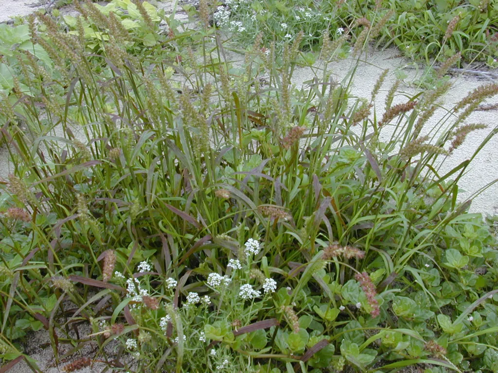 buffelgrasses (Cenchrus) – natural growth habit, plant photo