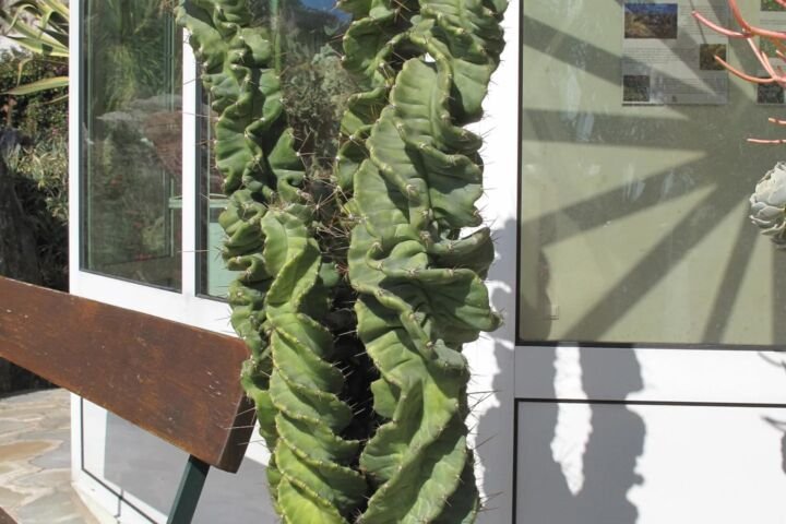 Cereus forbesii