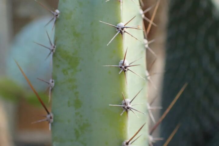 Cereus 'Jamacaru'
