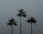 Palma woskowa z Quindío (Ceroxylon quindiuense) – uprawa i pielęgnacja
