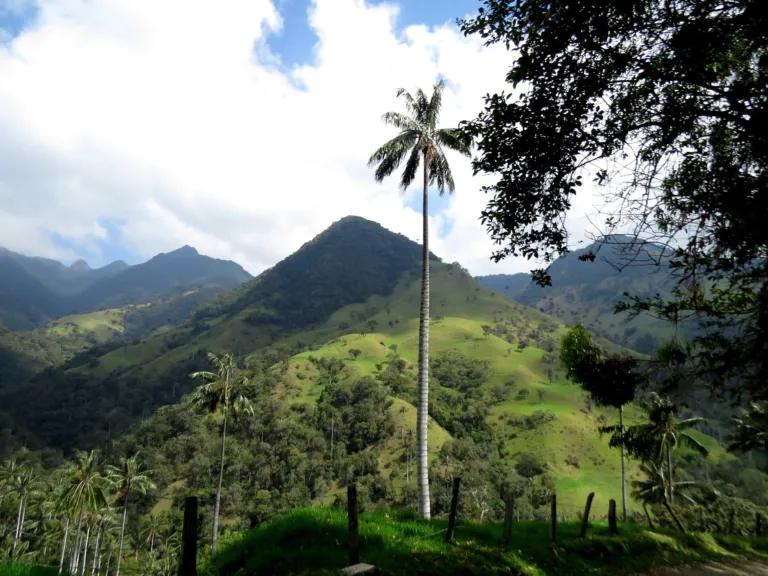 Quindio Wax Palm (Ceroxylon quindiuense) – characteristic appearance, plant photo