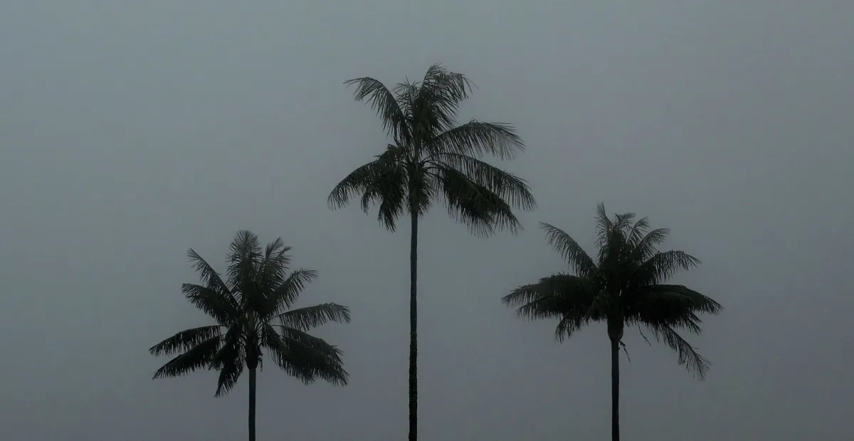 Quindio Wax Palm (Ceroxylon quindiuense) – plant photo
