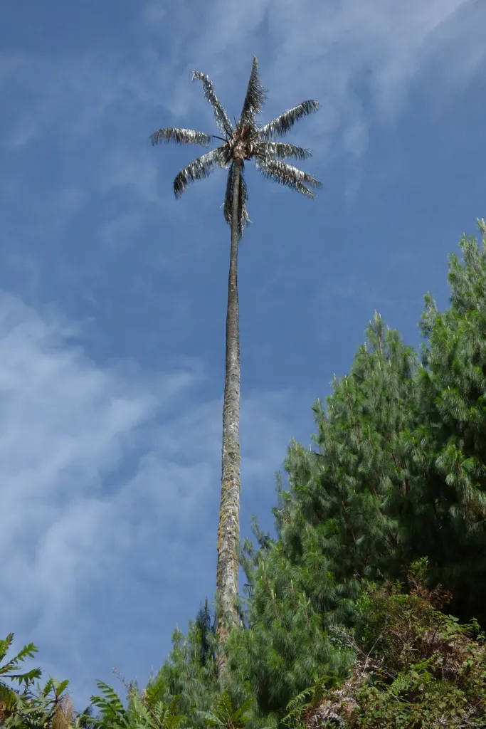Ceroxylon quindiuense – typisches Erscheinungsbild, Pflanzenfoto
