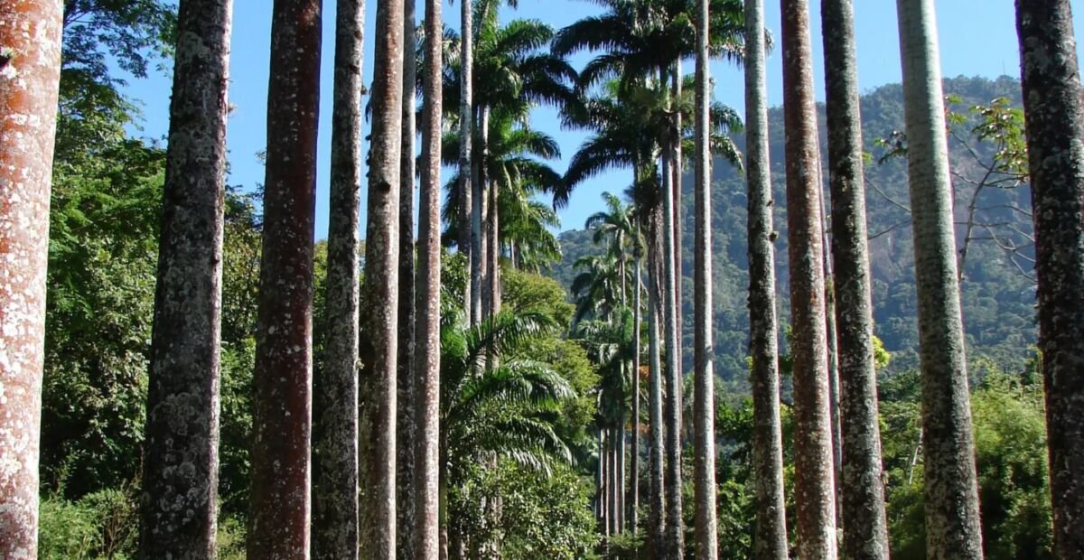 Chaguaramo (Roystonea oleracea) – Pflanzenfoto