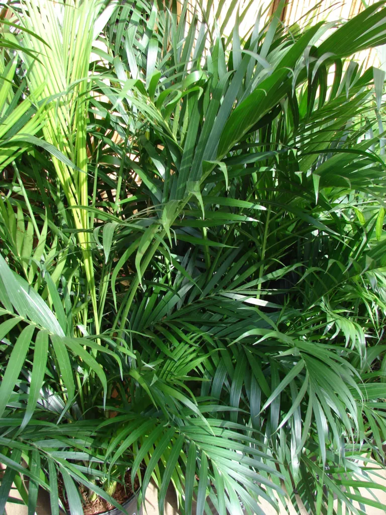 Chamaedorea cataractarum – natural growth habit, plant photo