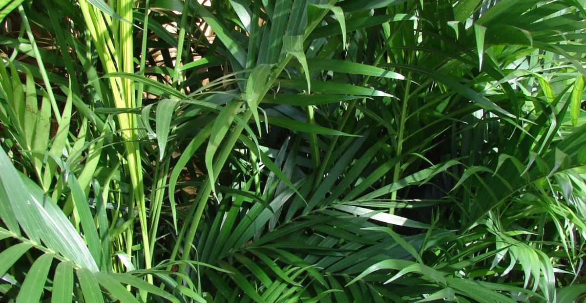 cascade palm (Chamaedorea cataractarum) – plant photo