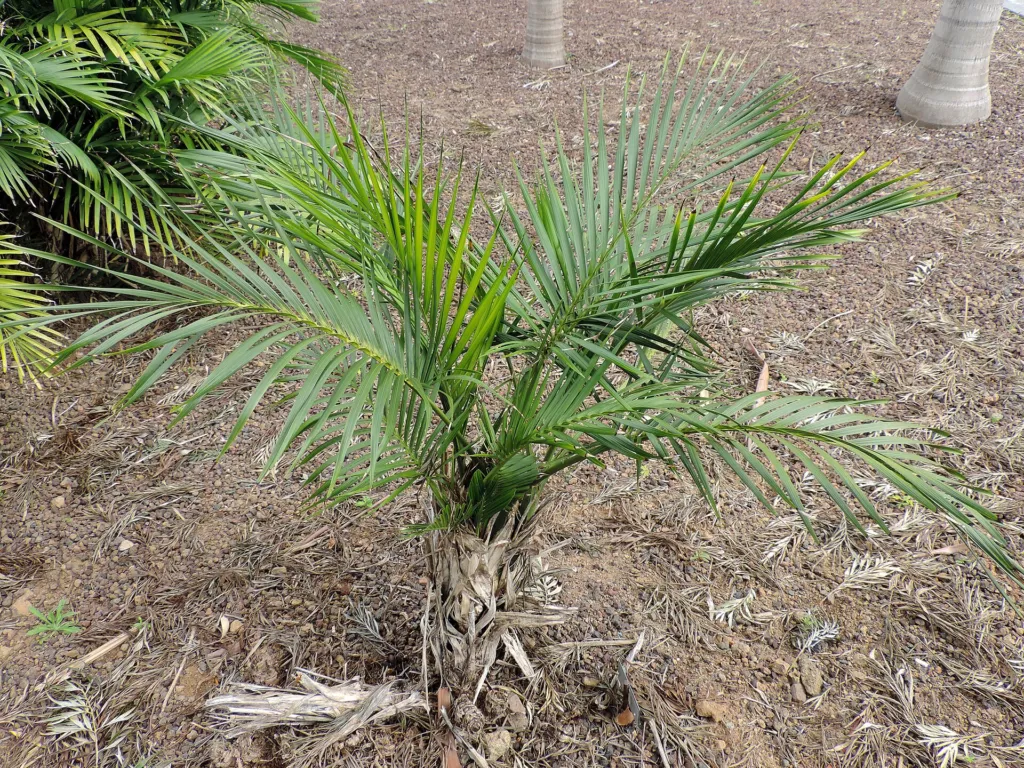 Chamaedorea cataractarum – characteristic appearance, plant photo