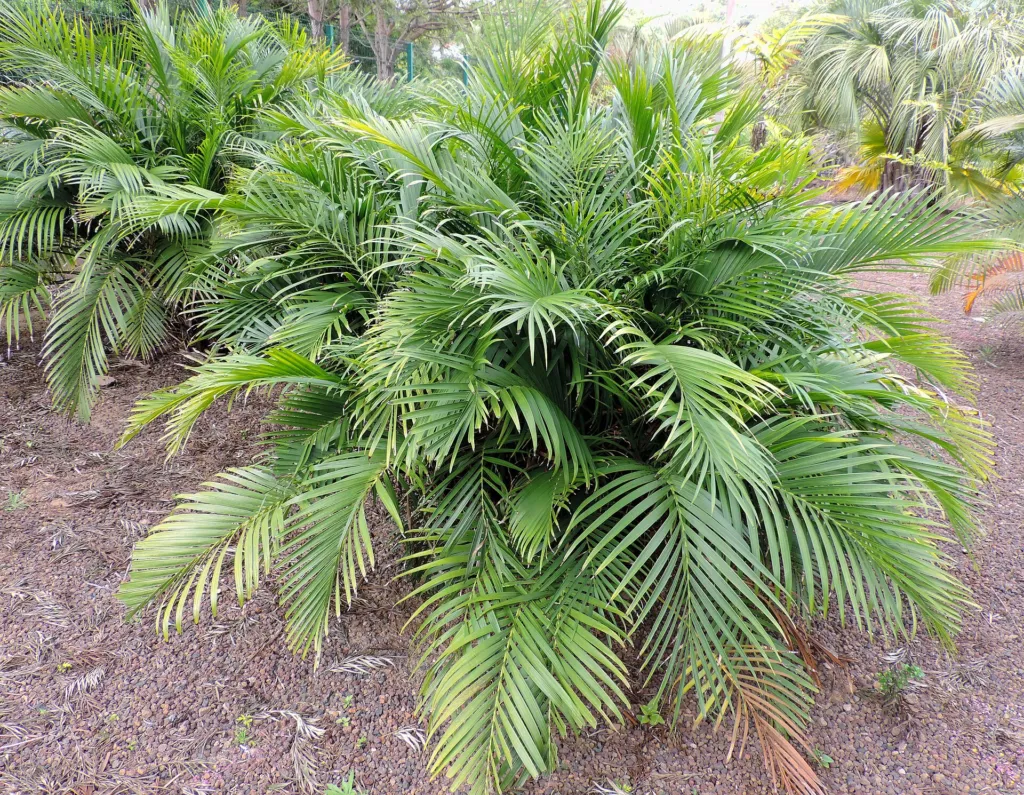 Chamaedorea cataractarum – characteristic appearance, plant photo
