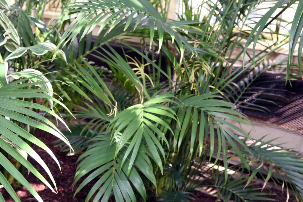 Chamaedorea cataractarum – characteristic appearance, plant photo