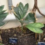 Chamaedorea metallica – Pflanzenfoto