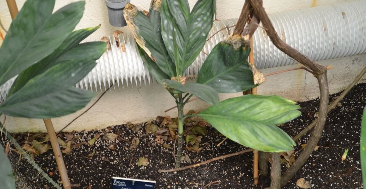 Chamaedorea metallica – plant photo