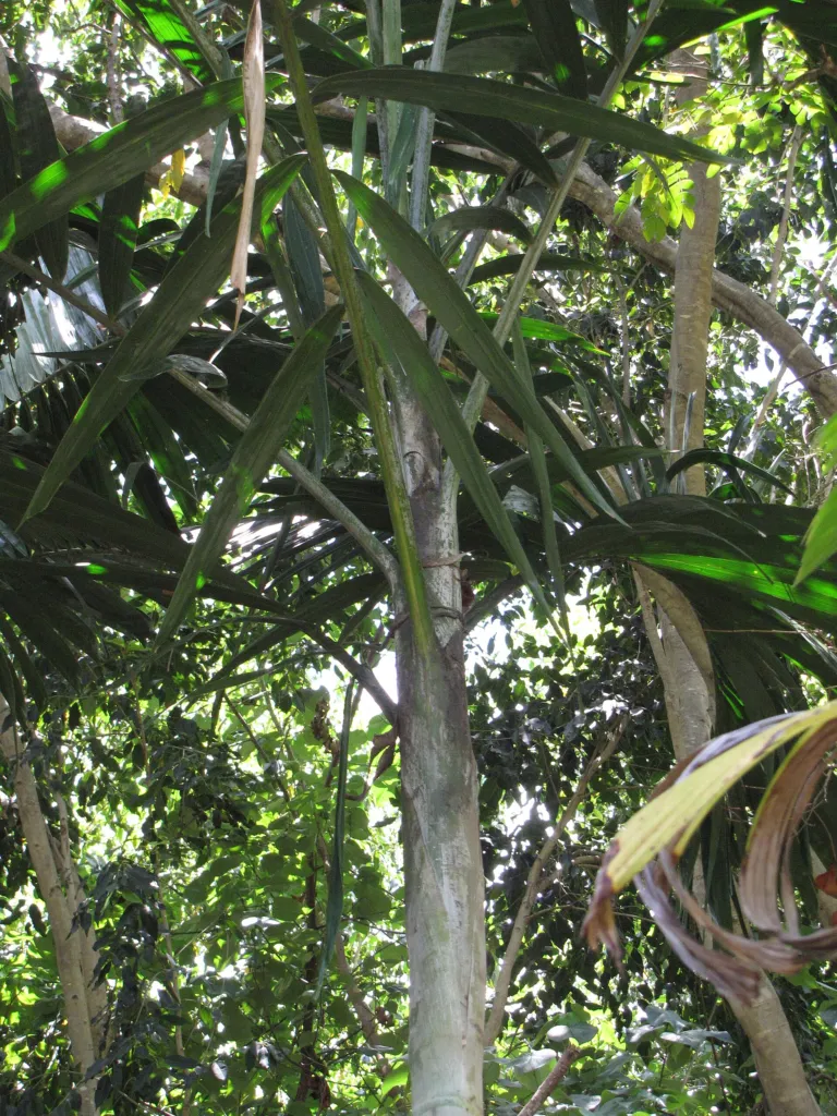 Chamaedorea metallica – natürliche Wuchsform, Pflanzenfoto