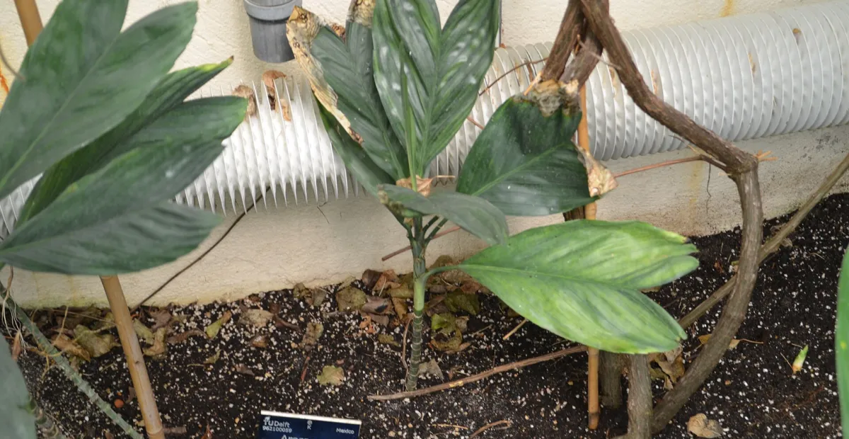 Metallic Fishtail Palm (Chamaedorea metallica) – plant photo