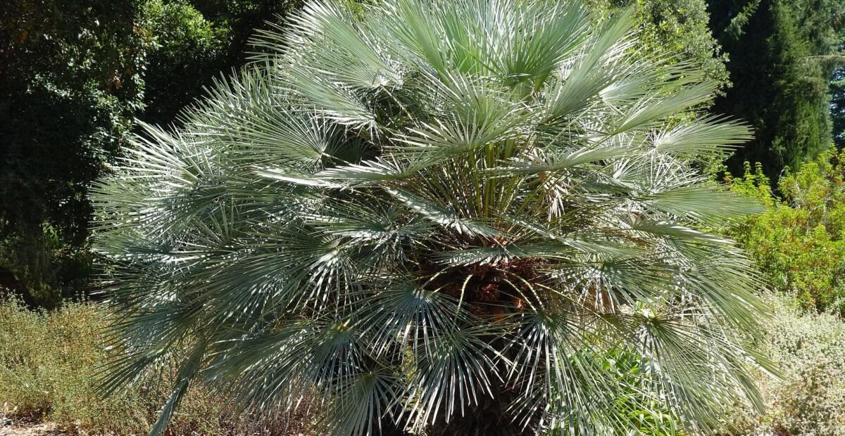 Chamaerops humilis 'Cerifera' – fotografia rastliny