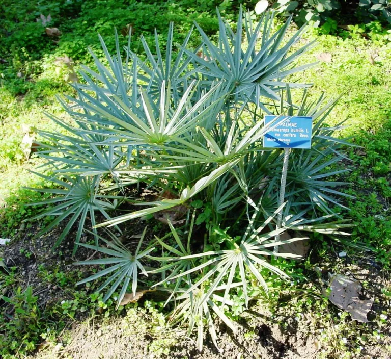 Cerifera (Chamaerops humilis ‘Cerifera’) (Chamaerops humilis 'Cerifera')