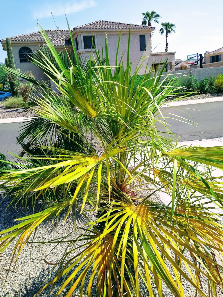 Blaue Mittelmeer-Fächerpalme (Chamaerops humilis) – im Garten, Pflanzenfoto