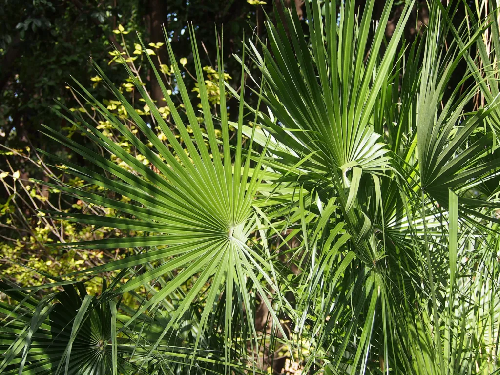 Blaue Mittelmeer-Fächerpalme (Chamaerops humilis) – im Garten, Pflanzenfoto