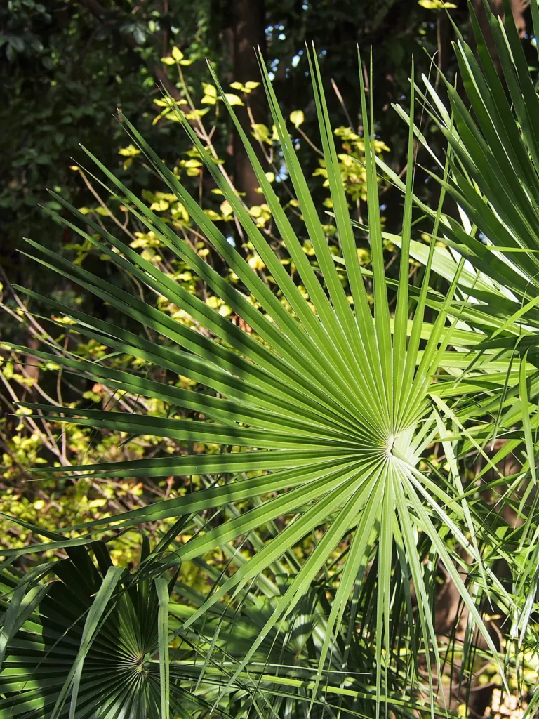Blaue Mittelmeer-Fächerpalme (Chamaerops humilis) – im Garten, Pflanzenfoto