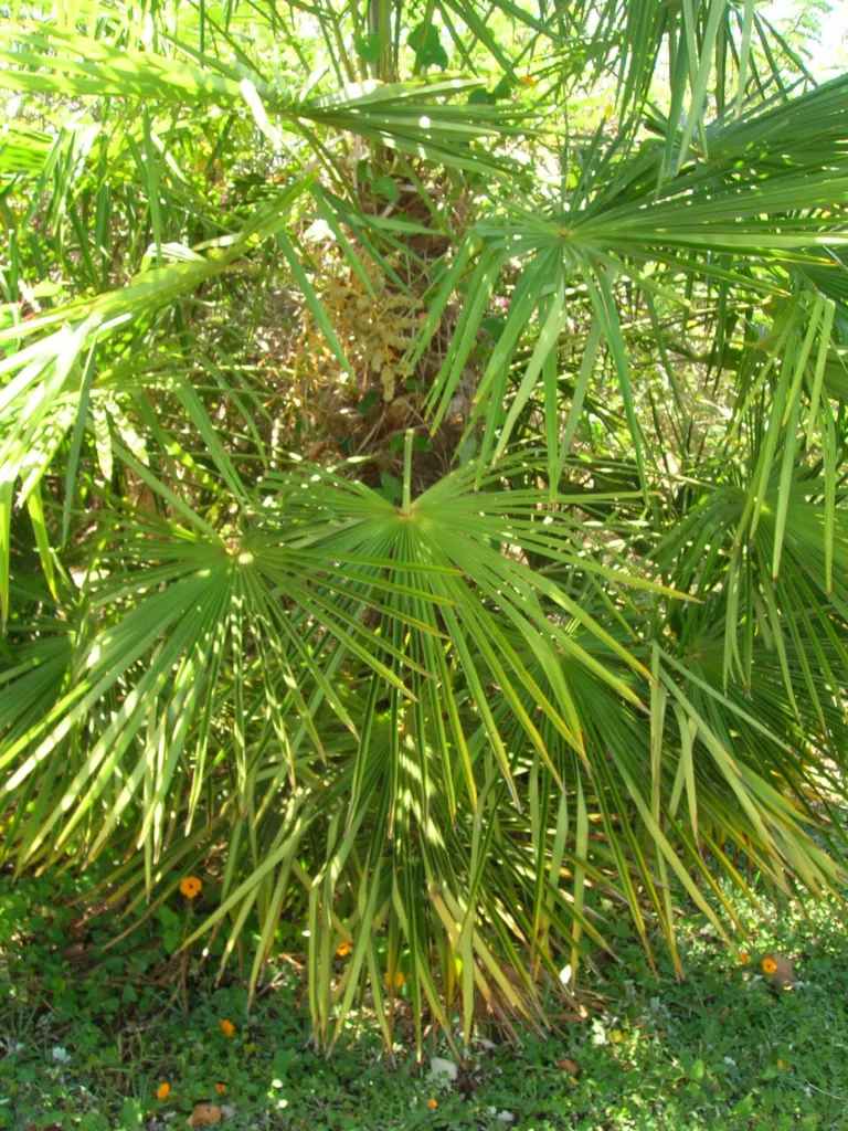 Blaue Mittelmeer-Fächerpalme (Chamaerops humilis) – Blüten in Nahaufnahme, Pflanzenfoto