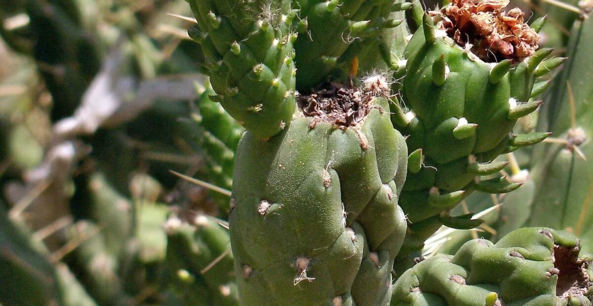 cholla arborea (Cylindropuntia imbricata) – plant photo