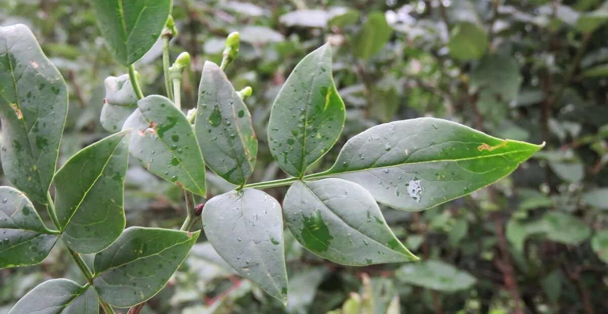 Chrysojasminum – plant photo