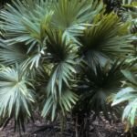 Chuniophoenix hainanensis – fotografia rastliny