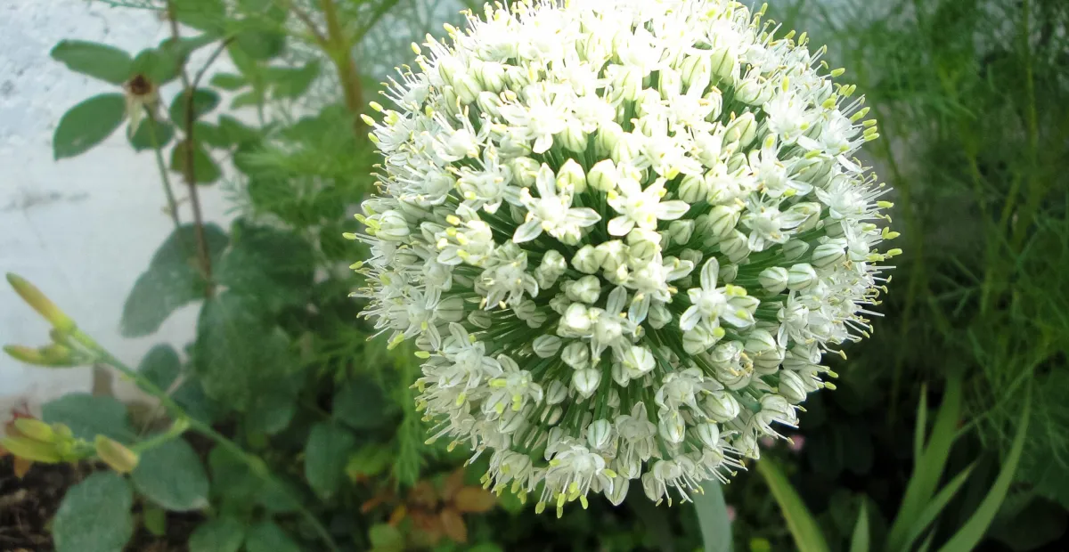 Cipolla (Allium cepa) – plant photo