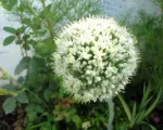 Cipolla (Allium cepa): guida alla coltivazione