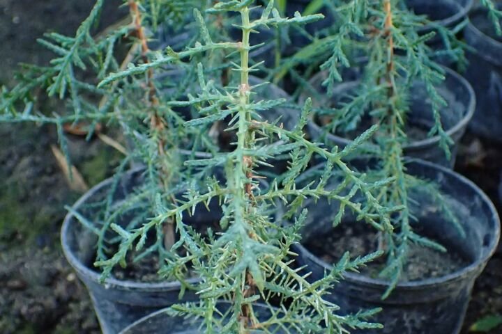 Cupressus sempervirens