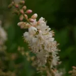 Stress da ristagno idrico (asfissia radicale)