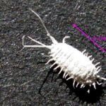 Cocciniglia farinosa oscura