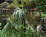 Coccothrinax argentata – pielęgnacja i uprawa