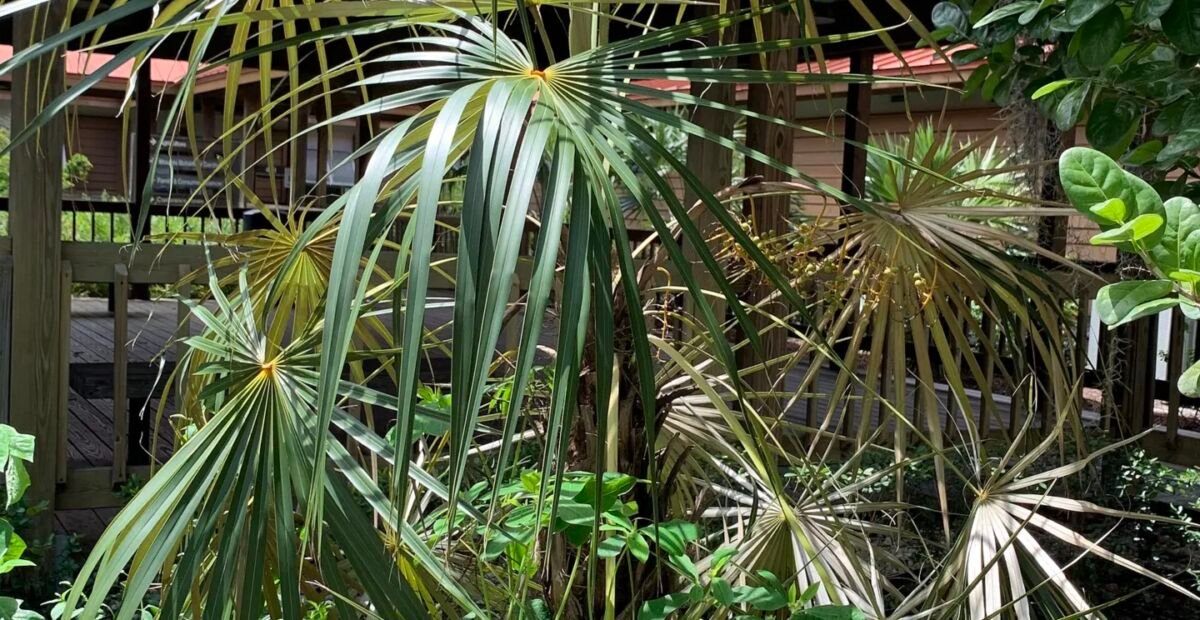 Coccothrinax argentata – plant photo