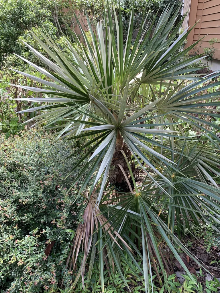 Coccothrinax argentata – in a garden setting, plant photo