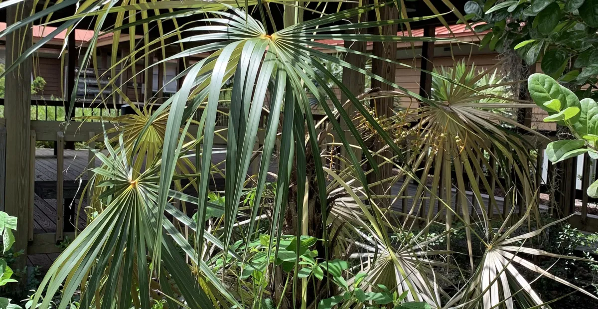 Coccothrinax argentata – plant photo