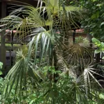 Coccothrinax argentata – plant photo