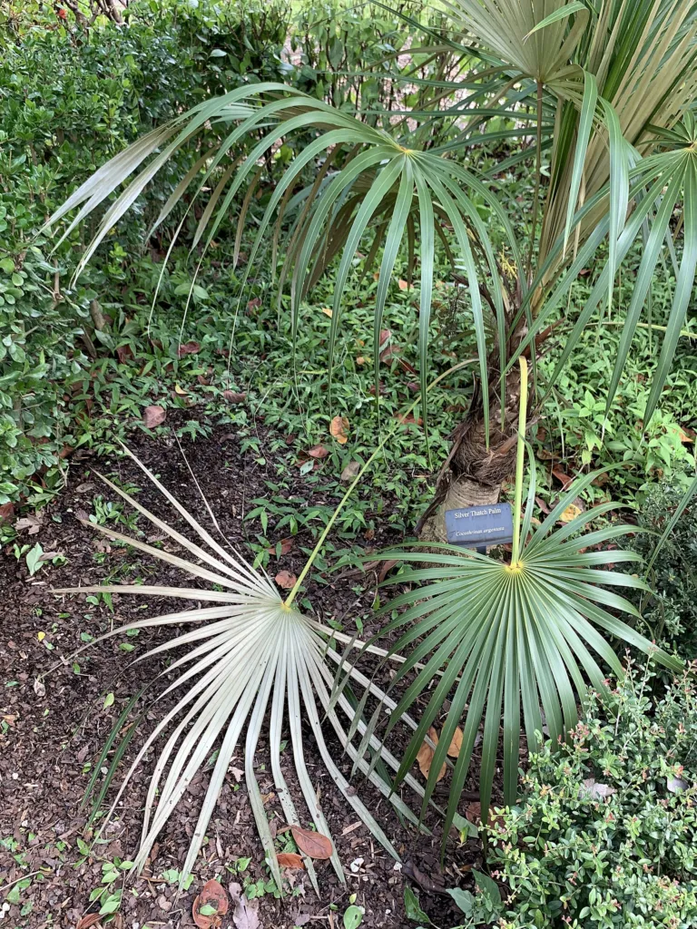 Coccothrinax argentata – in a garden setting, plant photo