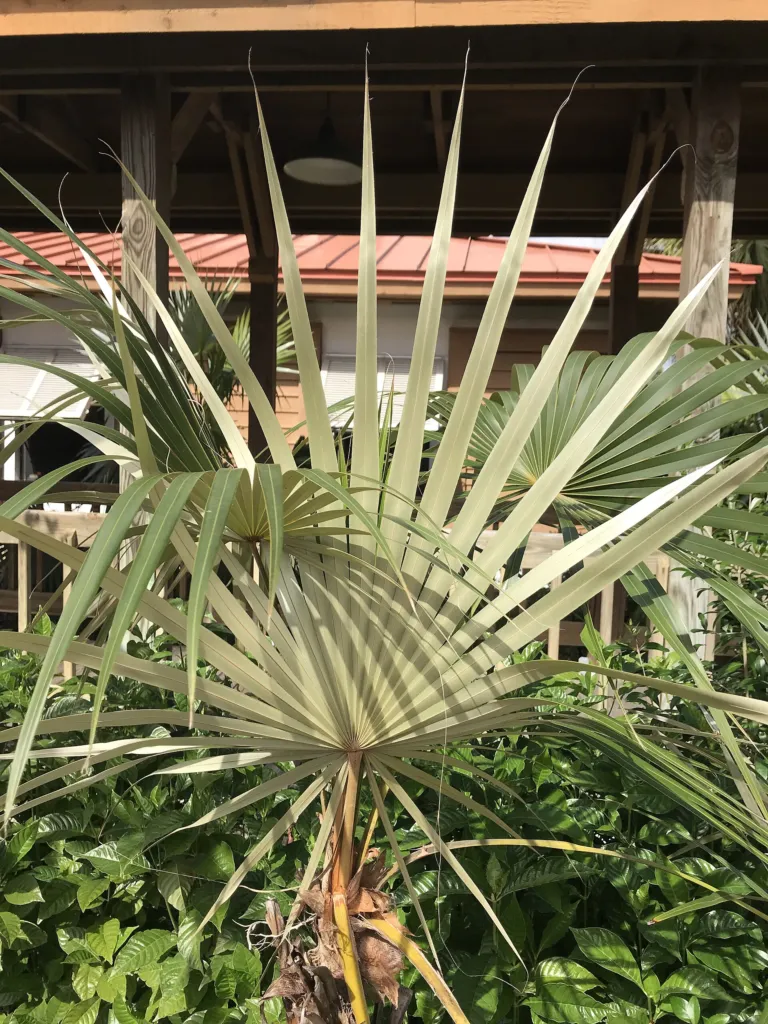 Coccothrinax argentata – in a garden setting, plant photo