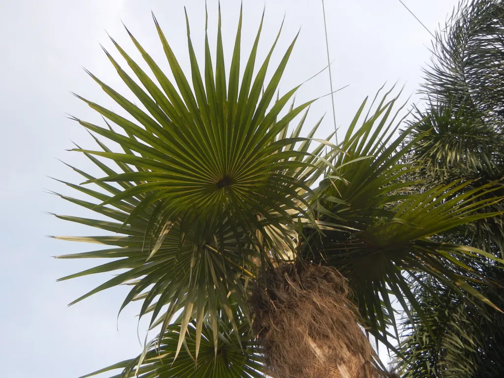 palma starca (Coccothrinax crinita) – in a garden setting, plant photo