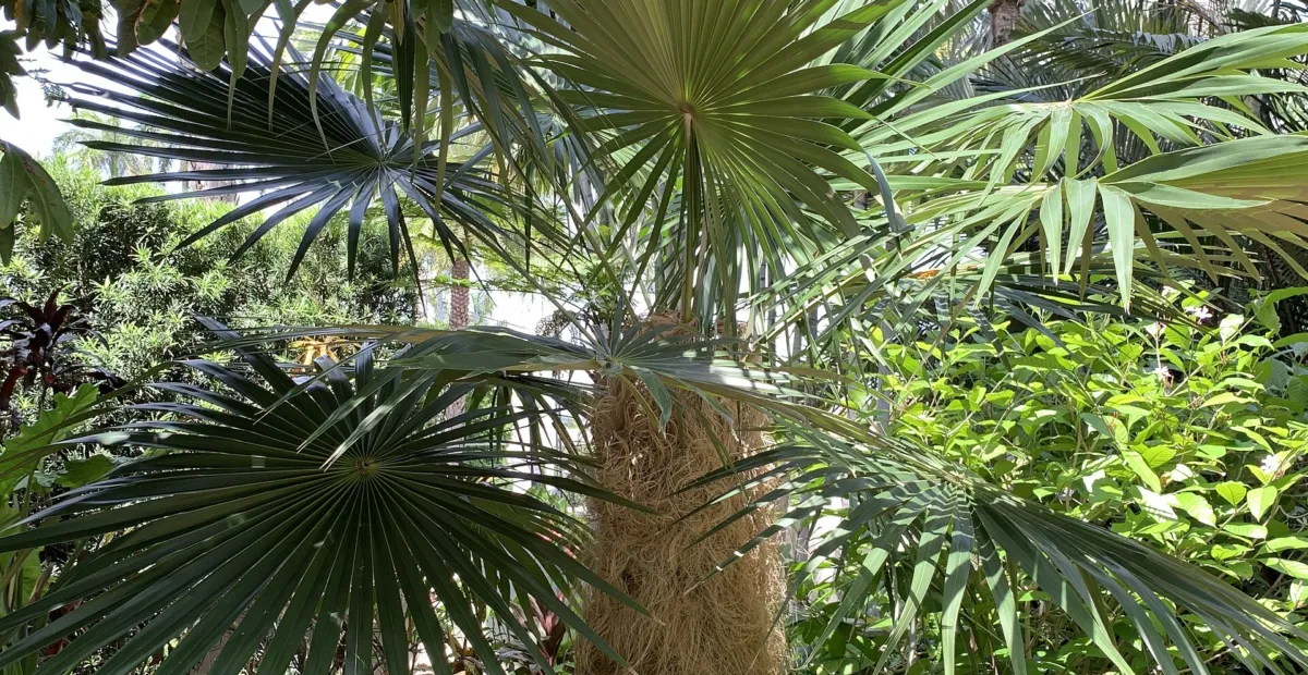 old man palm (Coccothrinax crinita) – plant photo