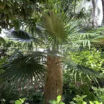 old man palm (Coccothrinax crinita) – plant photo
