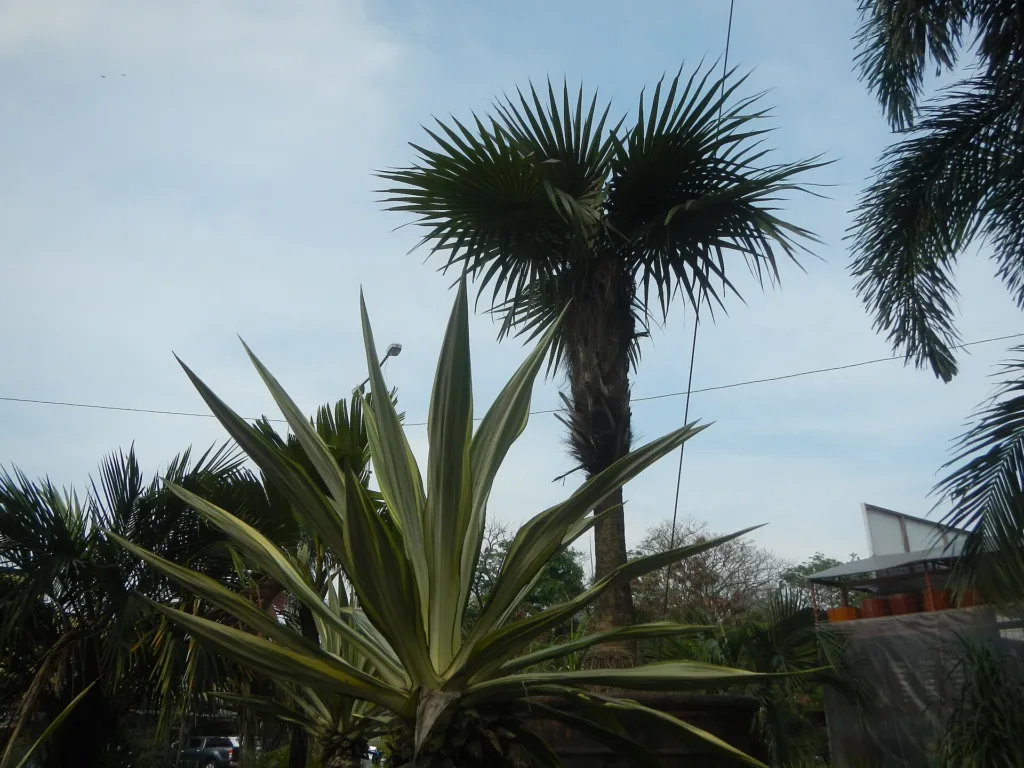 palma starca (Coccothrinax crinita) – in a garden setting, plant photo