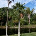 Coccothrinax readii – fotografia rastliny