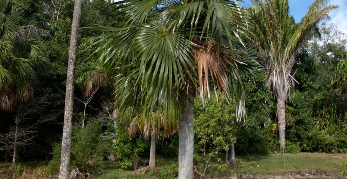 Coccothrinax readii – Pflanzenfoto