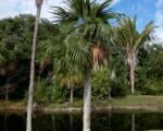 Coccothrinax readii – uprawa i pielęgnacja
