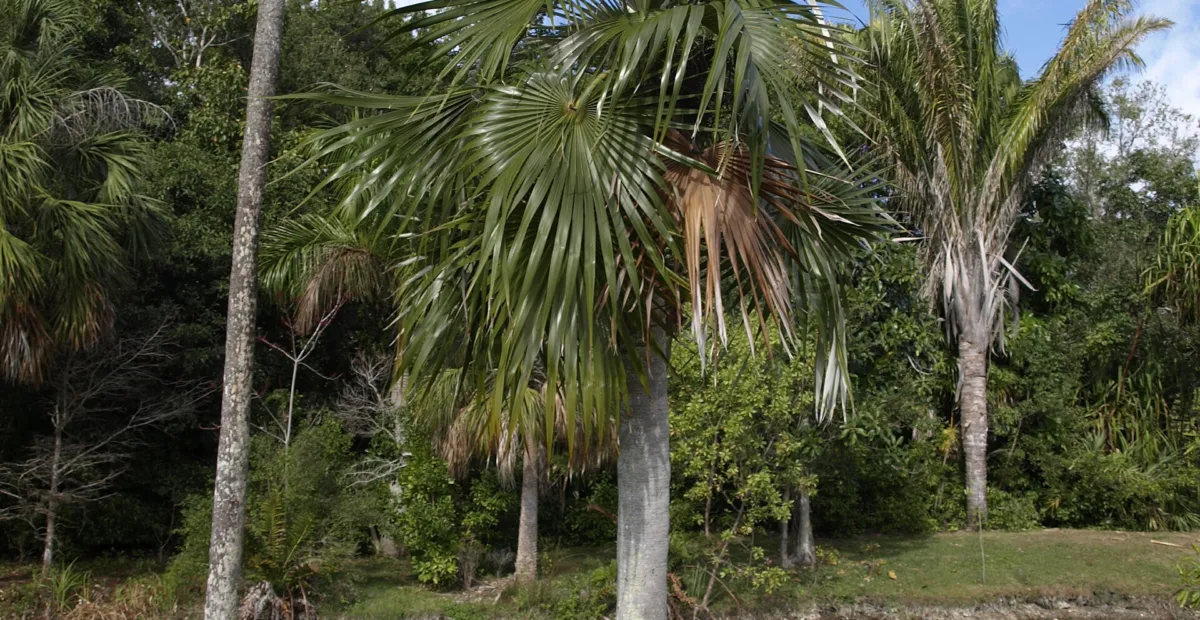 Coccothrinax readii – plant photo