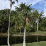 Coccothrinax readii care guide (Coccothrinax readii) – plant photo