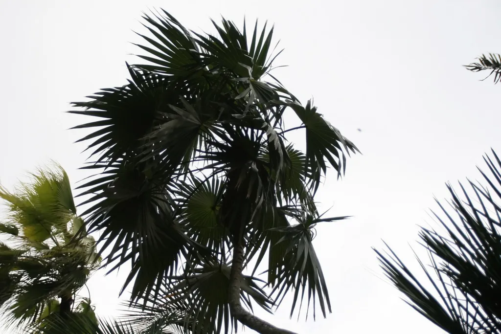 Coccothrinax readii – in a garden setting, plant photo